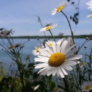 Meet your Posher, Sahar